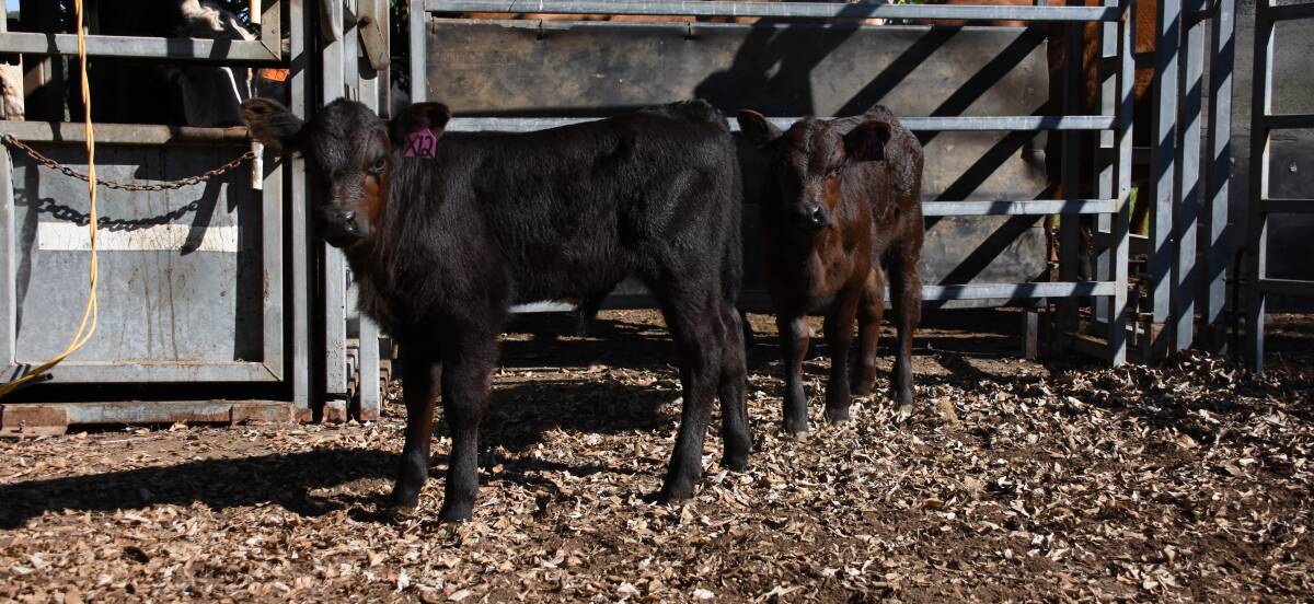 TWIN CITY: Angus beef cattle calves Mickey (left) and Minnie are fraternal twin calves. They are among six sets of twins to be born on the same farm this year. Picture: Belinda-Jane Davis