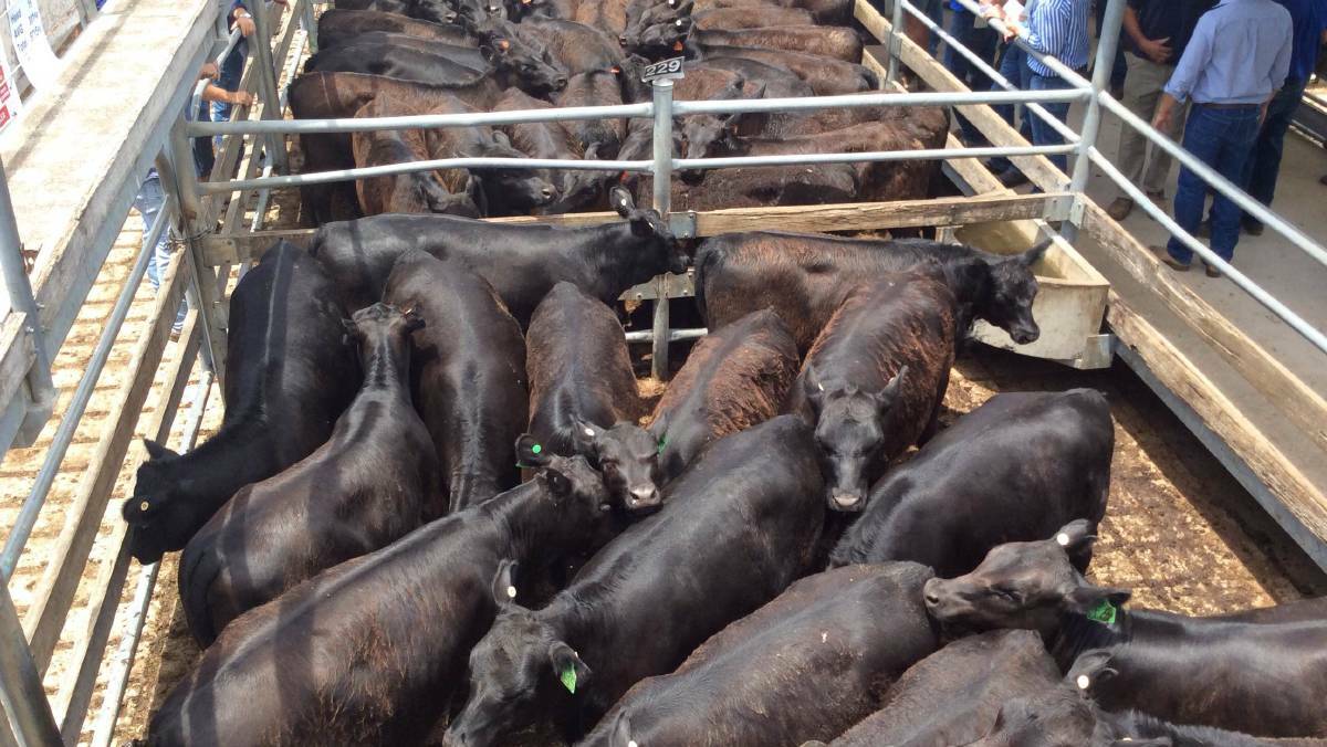 FORCED TO SELL: Farmers across the state have been forced to sell stock. Many have been slaughtered because nobody wanted them. 