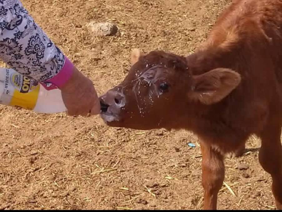 HUNGRY: A calf being fed after being weaned from its mother. 