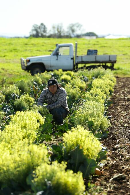 HELP: Liam Dennis with a flowering crop.