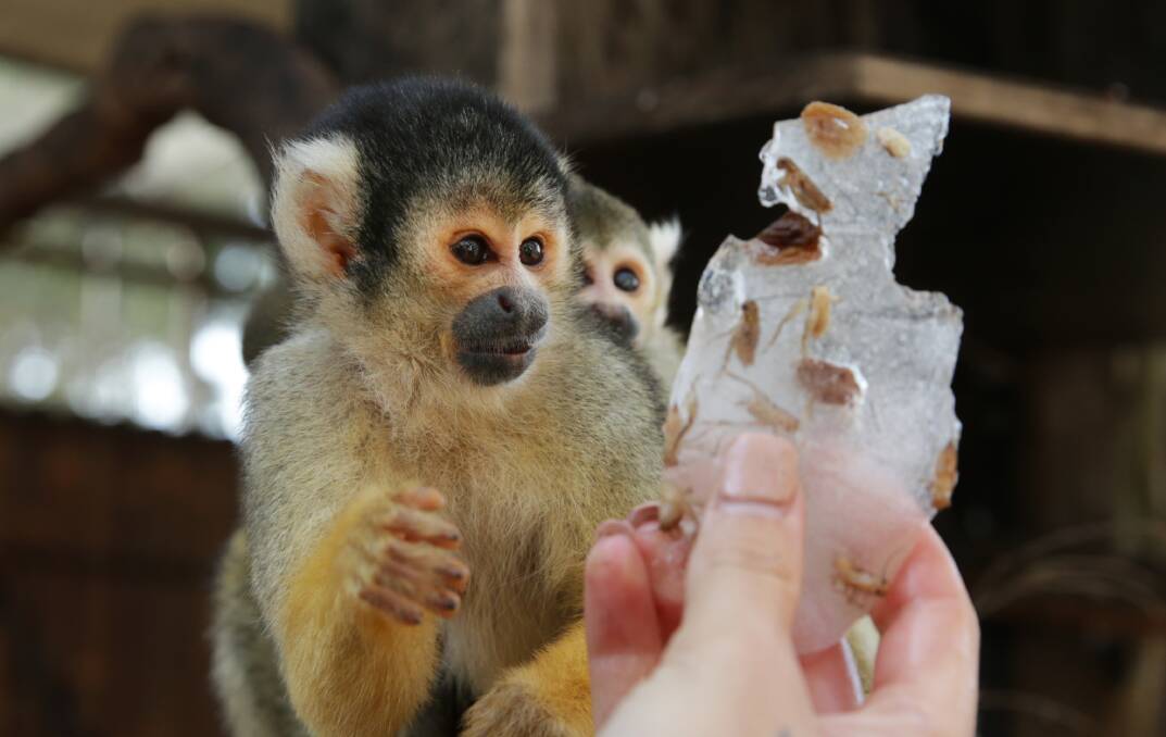 INSECT FLAVOUR: Squirrel Monkeys enjoy some ice blocks to beat the heat. Picture: Simone De Peak