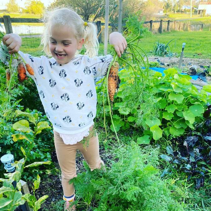 HOME GROWN: Annabel Baitch, 6, of Maitland Urban Farm picking carrots, which is her favourite job. Picture: supplied.