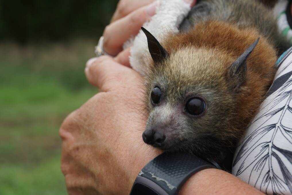 RESCUED: Flossy, a baby bat, was rescued from the Tenambit camp and remains in care. 