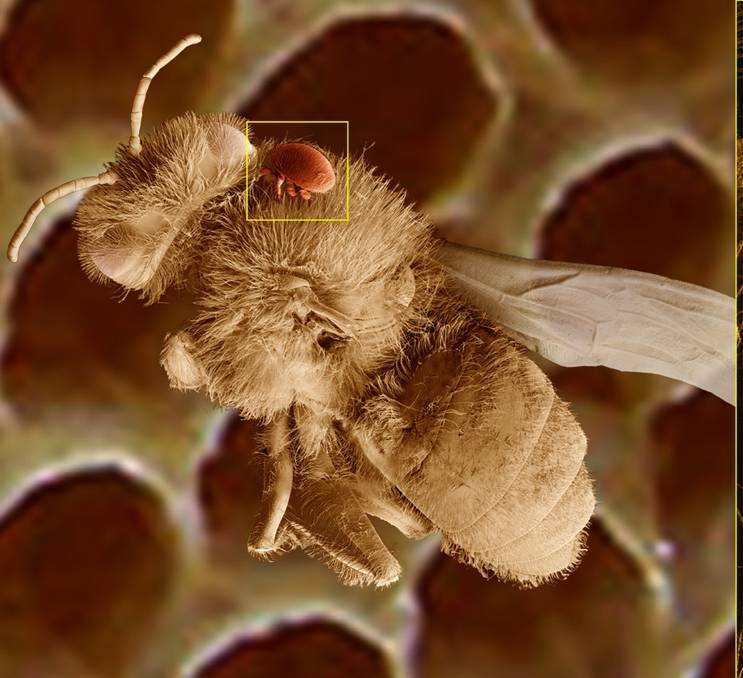 INVASION: A bee carrying a varroa mite parasite.