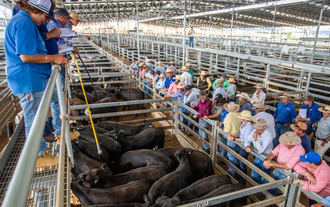 RISING: Things have changed since 15 Angus steers were sold for $3.30 per kg at Yass last month. Picture: Heidi Grange.
