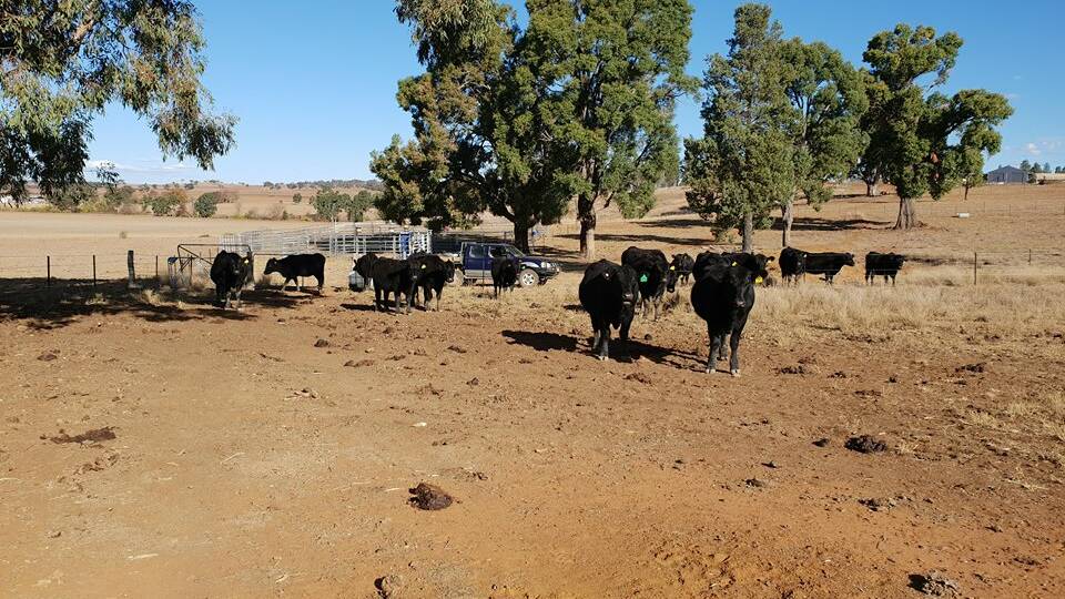 DROUGHT: Some of Jenn Sansom's cattle near Coonabarabran are still waiting for rain and will be hand fed during winter. 