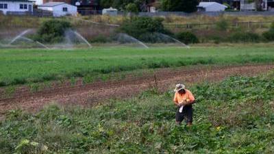 Irrigation taking place on a vegetable farm in Maitland. 
