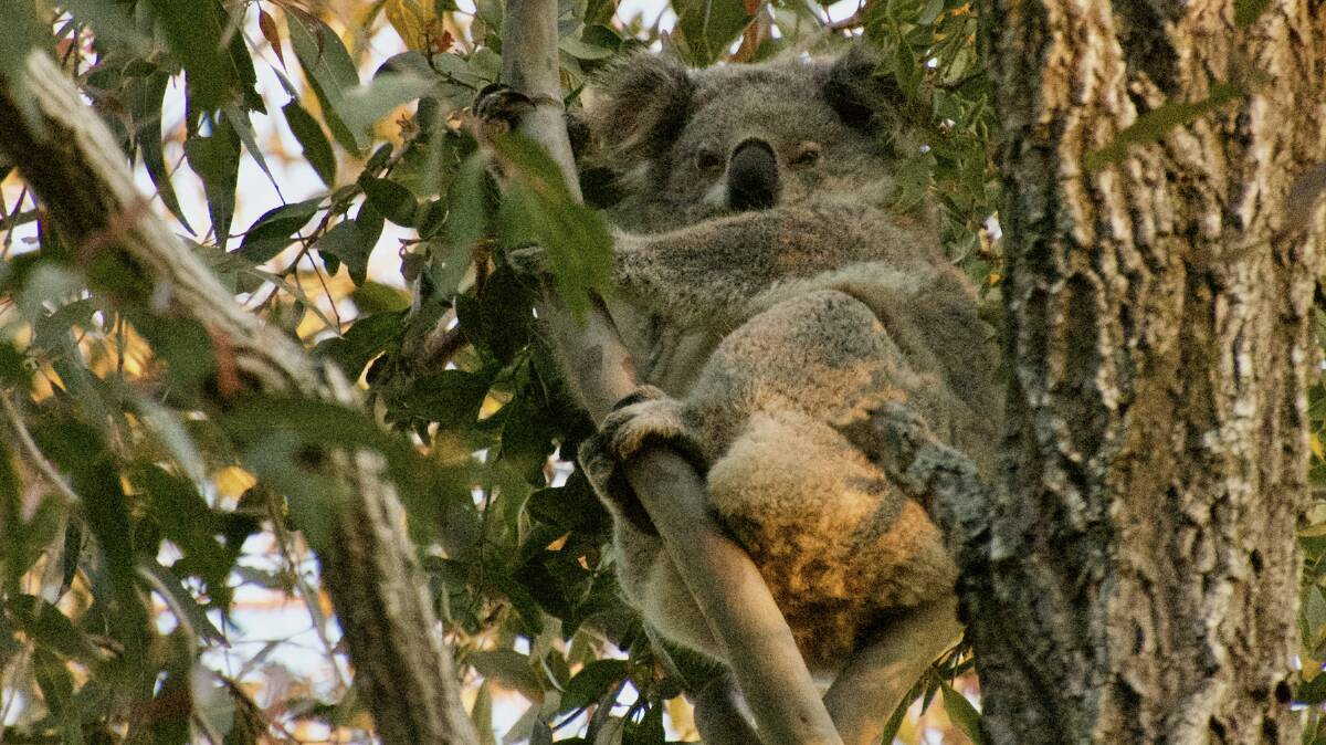 SITTING PRETTY: A female koala sighted during an independent account of the koala population and habitat near Brandy Hill Quarry. Picture: supplied