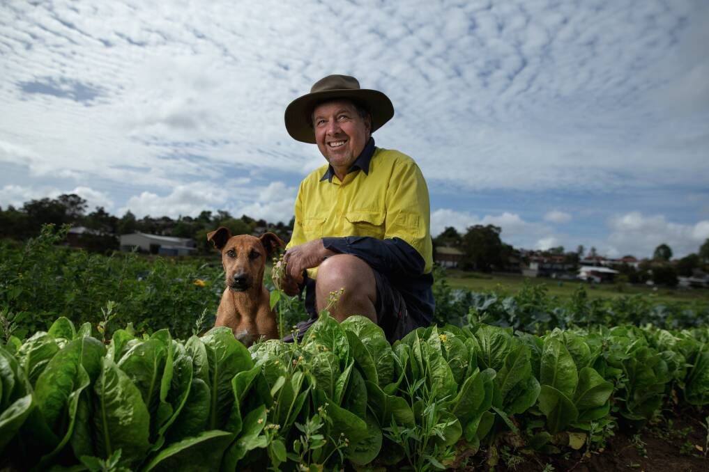 Matthew Dennis and his dog Maizy with some of the lettuce crop that has thrived in the wet conditions. Picture by Marina Neil