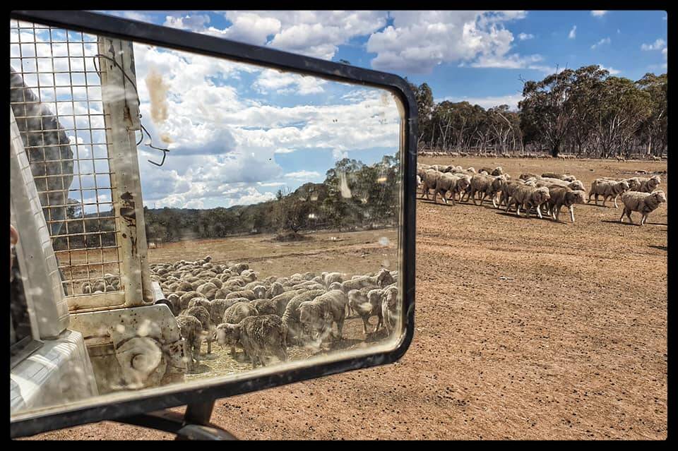 THE BIG DRY: Hungry sheep looking for food in northern NSW. Picture: Steph Stewart.
