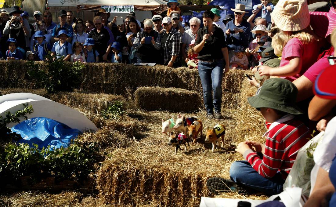 READY, SET, RACE: Piglets racing around the obstacle course at Tocal Field Days. 