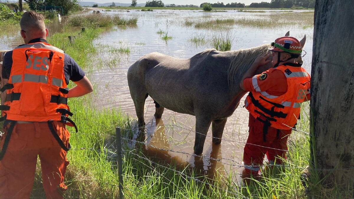 ALMOST THERE: Maitland SES Unit volunteers moving a horse from its flooded paddock at Pitnacree. Picture: Hunter NSW SES Unit
