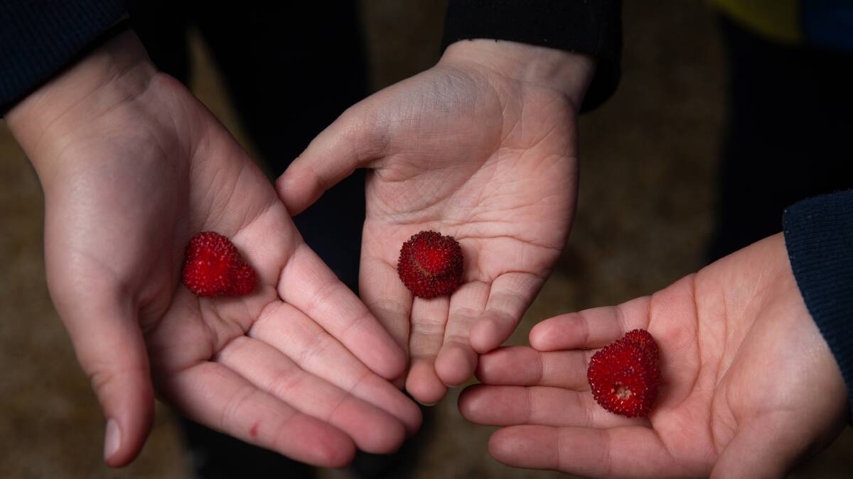 PICKING TIME: Some of the wild raspberries that have grown in the native food garden. Picture: Marina Neil