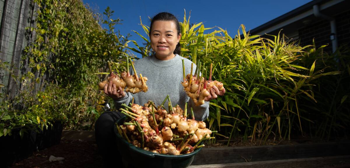 GROWING: Felicia Nguyen with some of the ginger she has grown in her backyard at Aberglasslyn. Picture: Marina Neil