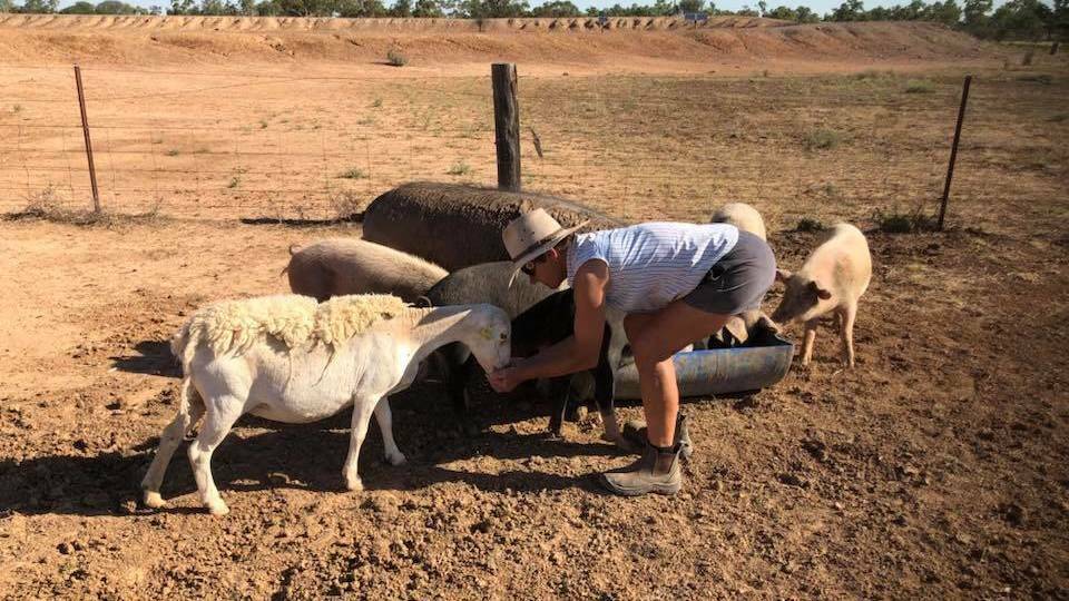 HARD TIMES: Farmer Carole Cutler handfeeding some of her animals to help them survive the drought, which is biting hard at her property in Collarenebri.  Picture: Lauren Lindfield