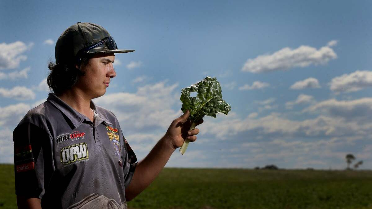 VEGETABLE FARMER: Liam Dennis is a vegetable farmer at East Maitland and a regular at the Slow Food Earth Market in Maitland. 