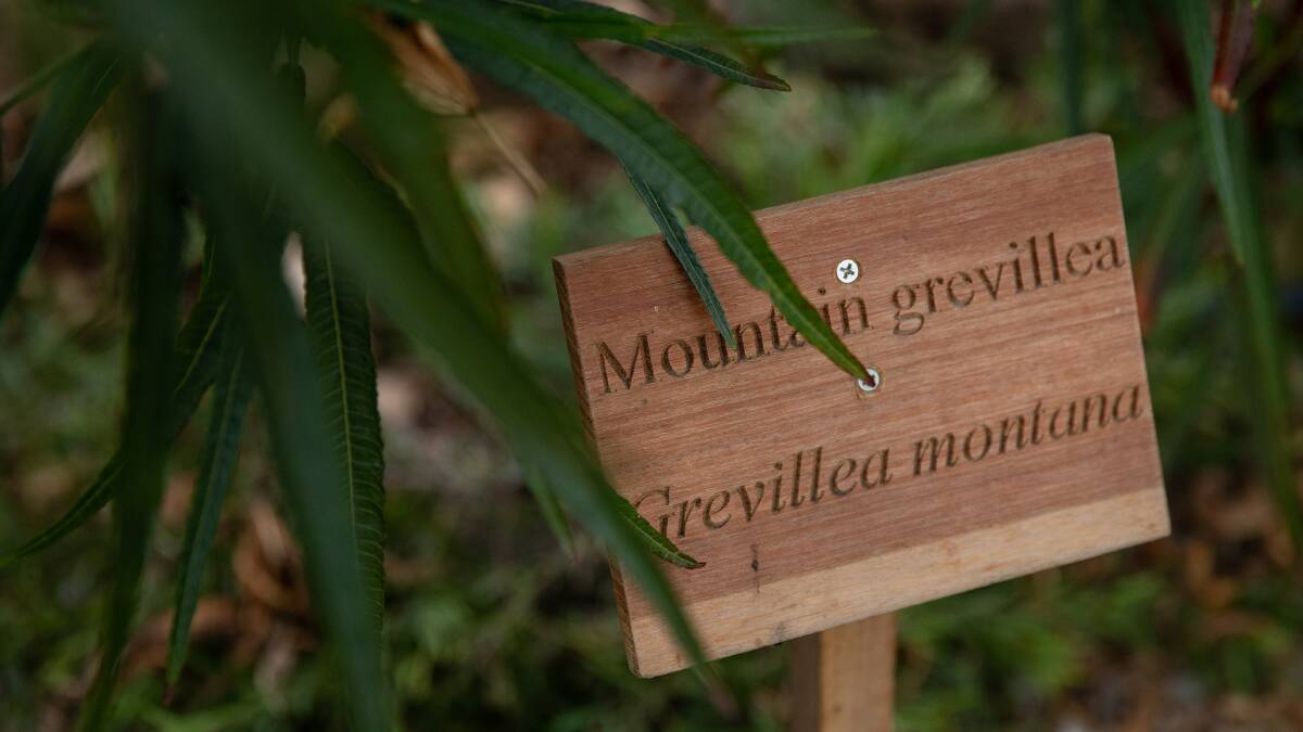 SIGNPOSTED: One of the engraved wooden signs Maitland Woodturners made for each species. Picture: Marina Neil