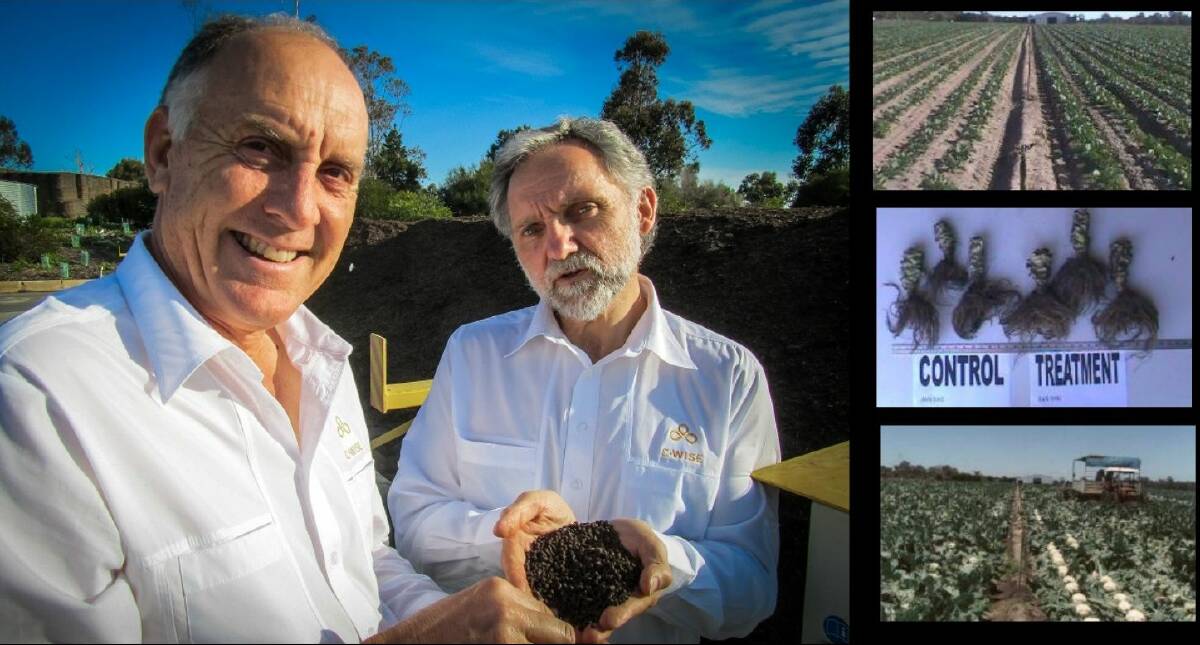 SOIL FOCUS: Founders of C-Wise Dave Cullen and Andy Gulliver (main picture). Top right: cauliflower crop with compost applied on right hand side. 