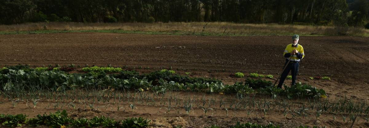 HARD TIMES: Oakhampton farmer Austin Breiner standing in his vegetable patch, which is normally brimming with a wide range of produce at this time of year. Picture: Jonathan Carroll.