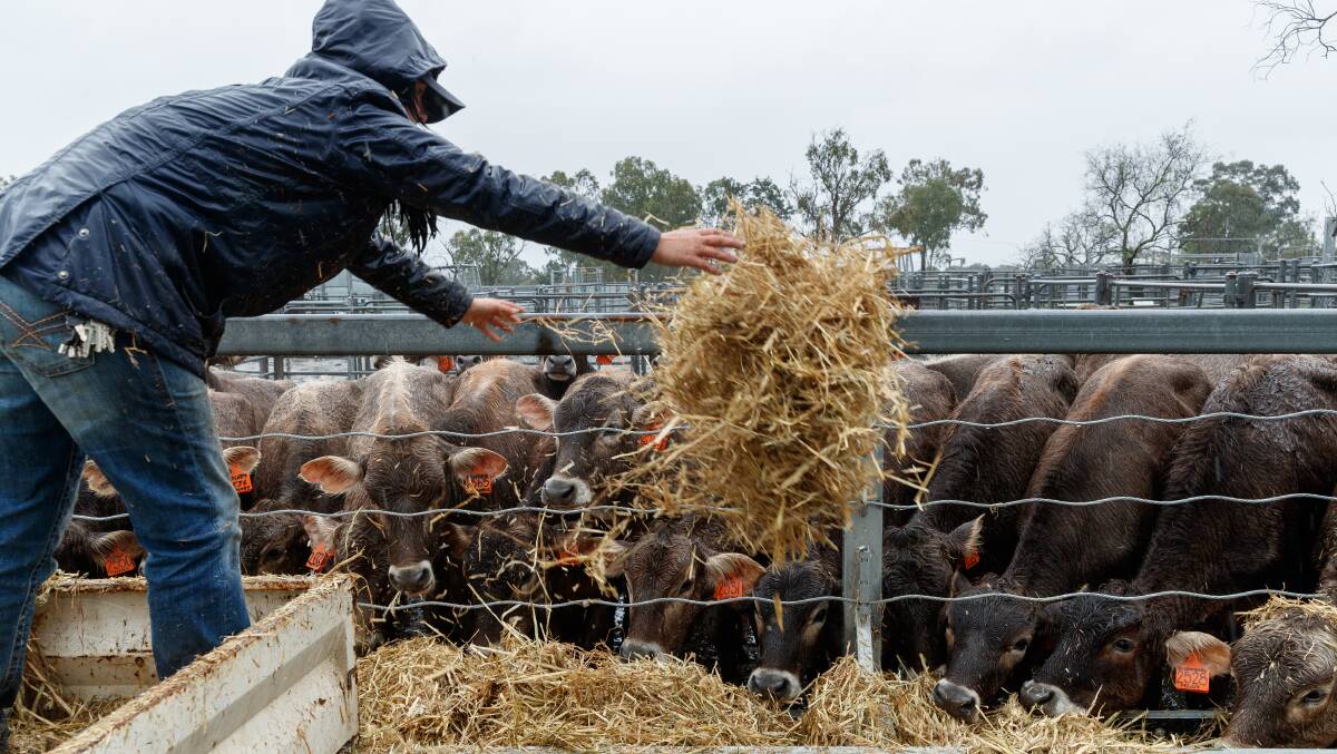 LIVESTOCK: Cattle being fed hay at Singleton. Picture: Max Mason-Hubers 
