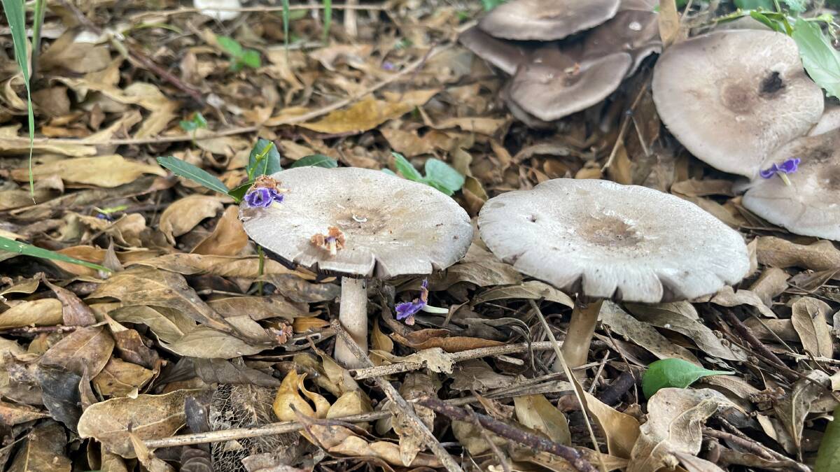 DON'T EAT ME: Wild mushrooms that popped up in a Maitland backyard. 