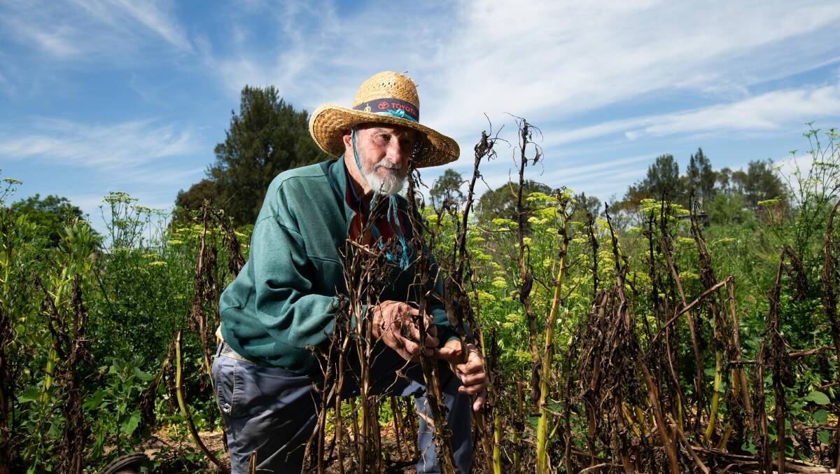 Farmer Austin Breiner in the once productive vegetable patch at Oakhampton Heritage Farm. Picture by Jonathan Carroll 