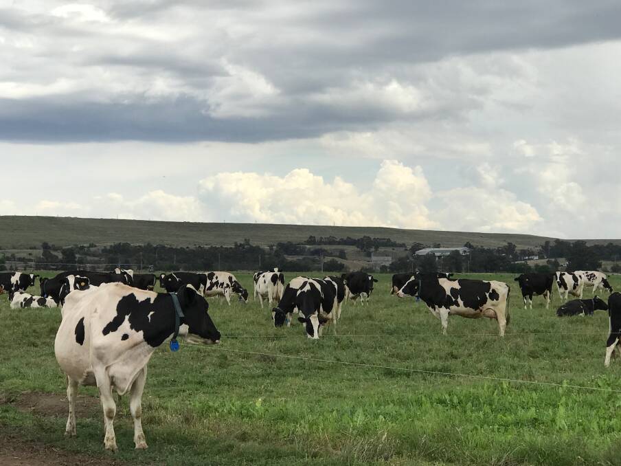 HELP: Some of Melinda and Michael Hassett's dairy cows at their Singleton property. 