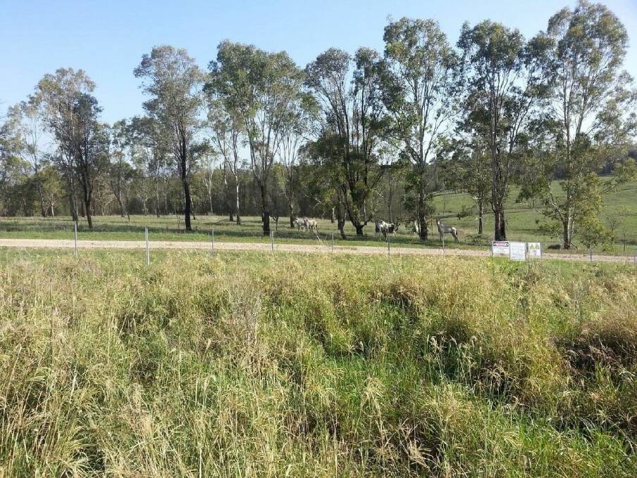KILLED: Some of the wild ponies at Singleton army base a few hours before the aerial cull.