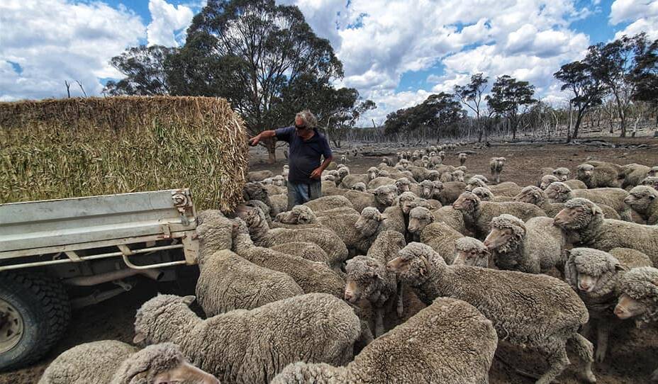 DESPERATE TIMES: A Hilton farmer hand feeds his sheep in northern NSW. Picture: Steph Stewart.