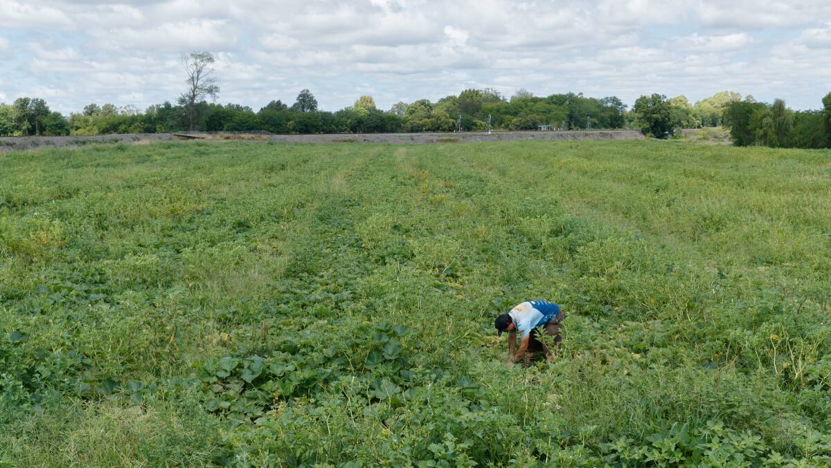Farmer Liam Dennis in a field of watermelon and pumpkin vines. Picture by Max Mason-Hubers