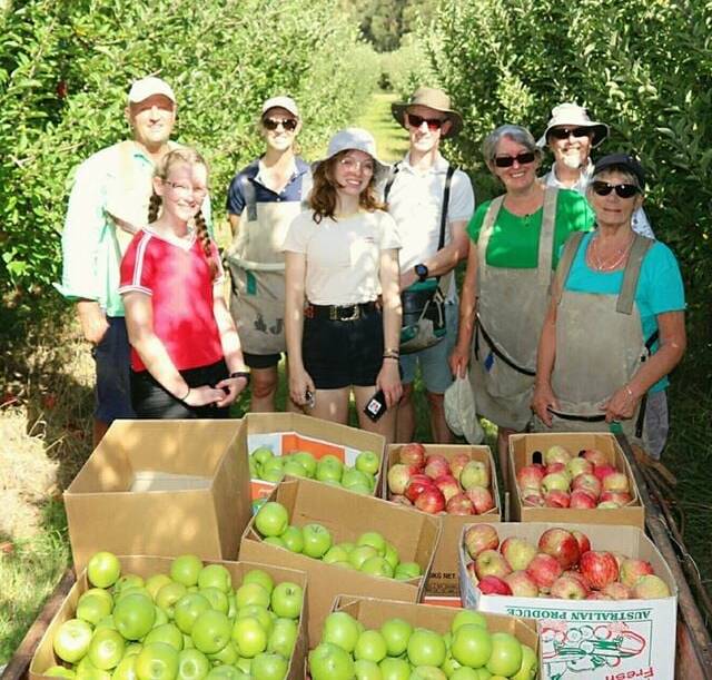 SWEET TREAT: Slow Food Hunter Valley volunteers picking the apples at the Tilse family orchard in 2019. 