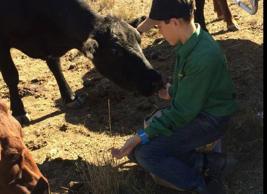 TOUGH TIMES: Patrick McLaren, 12, with one of the beef cattle on the family property at Merriwa. The family sold most of their stock in May.