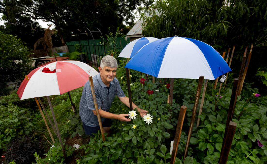 Dahlia grower Brod Vallance with umbrellas protecting his dahlia flowers. Picture by Jonathan Carroll