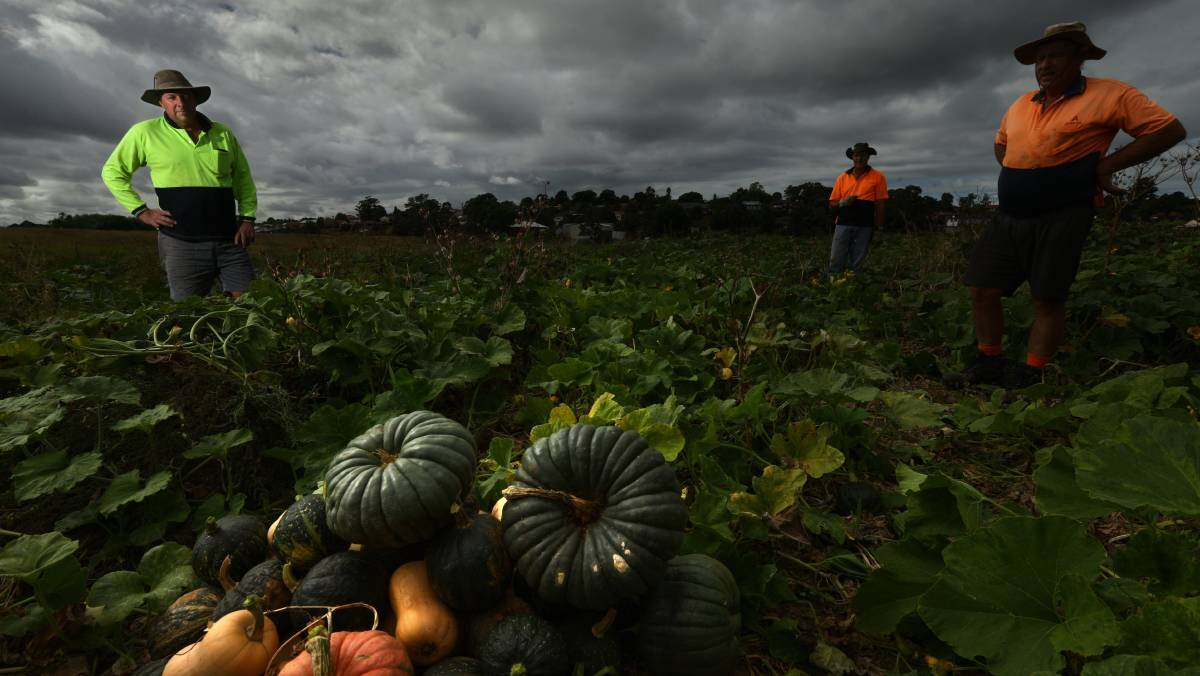 TOUGH TIMES: Matthew Dennis, left, with the pumpkin crop he thought nobody wanted in March 2016. 