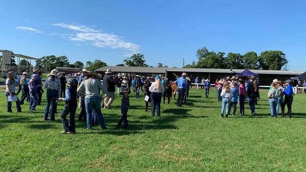 CATTLE: Judging is underway in the cattle ring with a good crowd who have come along to see the action. Picture: supplied