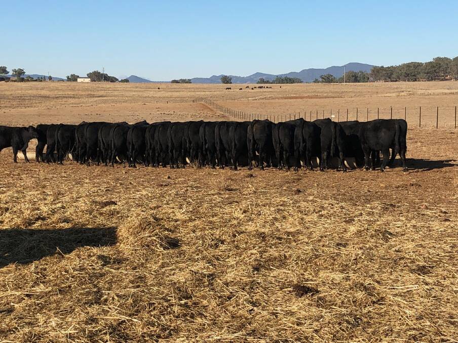 TAMWORTH: A herd of cattle being hand fed.There is no feed in the paddocks and hay supplies are becoming scarce. 