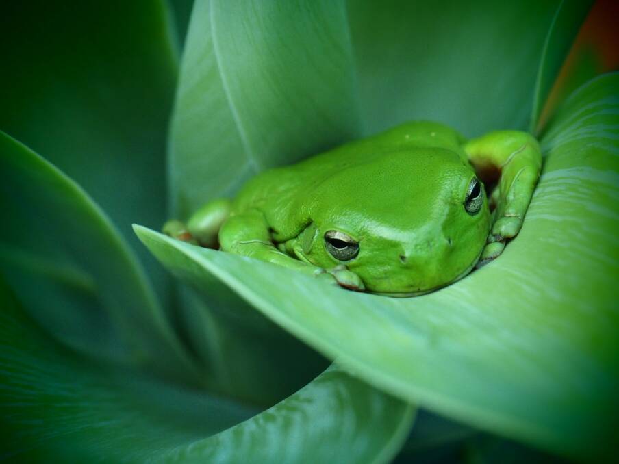 A green tree frog.