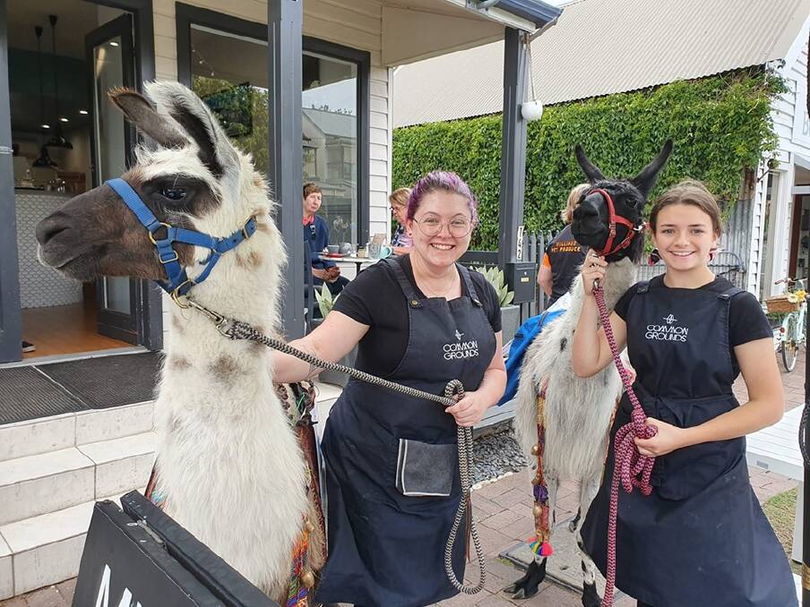 HELPING: Pitchu and Poncho with Common Grounds staff members Amy Nash and Tilly Lantry in Morpeth. 