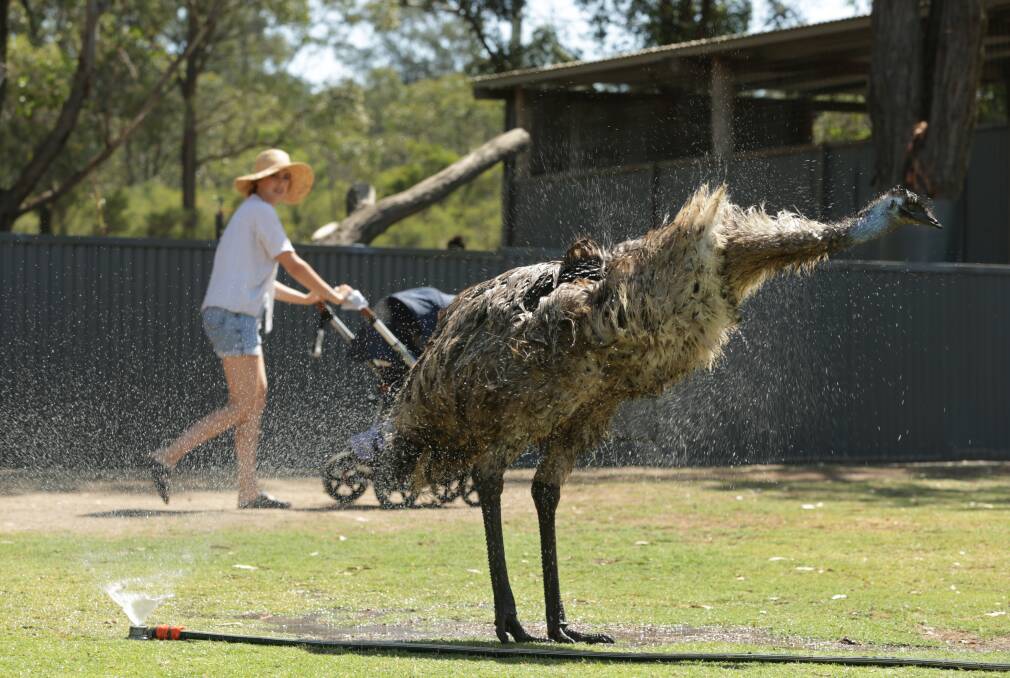 KEEPING COOL: Ernie the Emu cooling down by the sprinkler. Picture: Simone De Peak