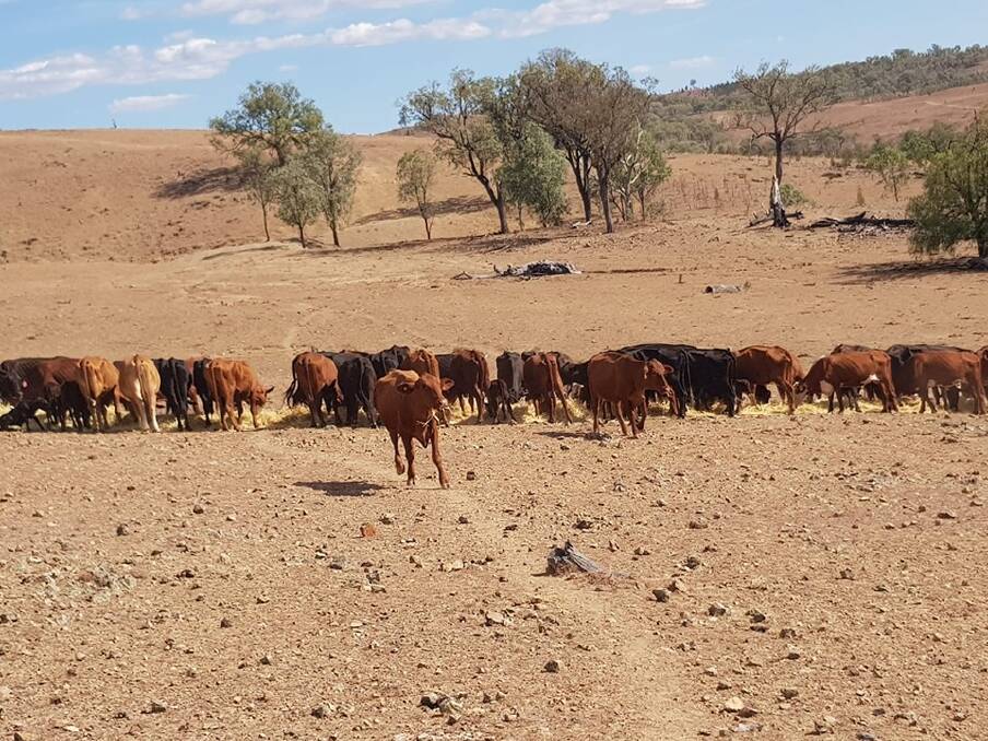 THE BIG DRY: Some of the Middleton family's cattle 60 kilometres west of Tenterfield. Picture: Brooke Middleton