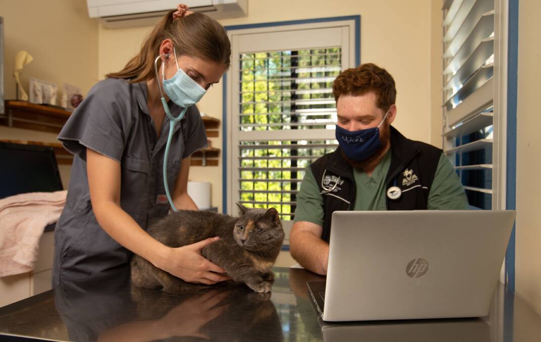 ONLINE OFFERING: Williams River Veterinary Clinic's Dr Sara Lah and Curtis Goding with Georgie the cat. Picture: Marina Neil
