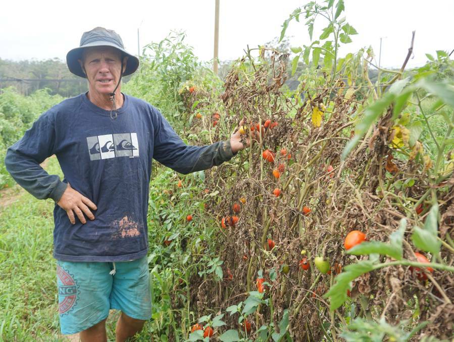 ON THE GROUND: Farmer Harry Harris, of Medowie, in the tomato patch in February.