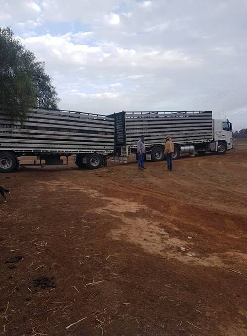ON THEIR WAY: Forty-seven calves on a truck prepare to leave the Middleton family farm for greener pastures. Picture: Brooke Middleton