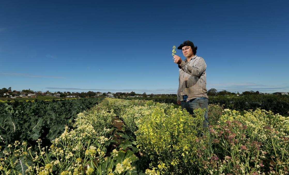 FLOWER POWER: Farmer Liam Dennis with a winter crop that has been left to flower in a bid to attract pollinators to the property. Picture: Jonathan Carroll 