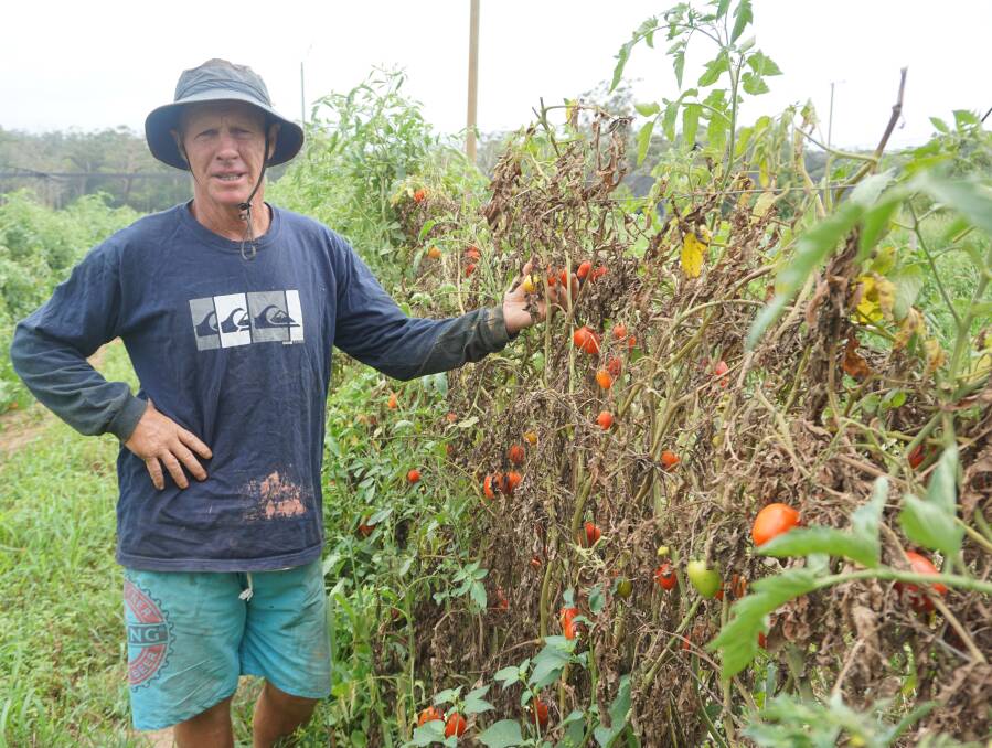 CHALLENGING TIMES: Small-scale farmer Harry Harris, who has The Little Tin Shed, with some tomatoes.