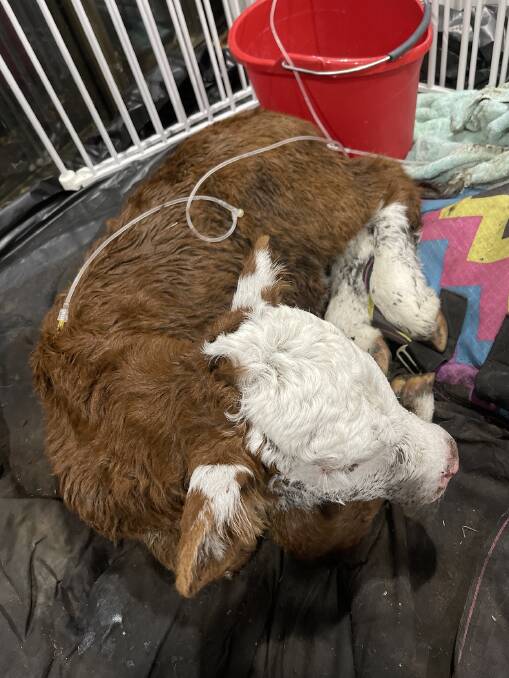 ROAD TO RECOVERY: A calf receives fluids under the skin to help its body rehydrate.