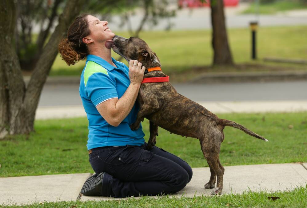 ROXY: This four-year-old Staffordshire Bull Terrier cross Australian Cattle Dog, pictured with Hunter RSPCA shelter manager Jodie Eldridge, has been at the shelter for more than 170 days. Picture: Jonathan Carroll.