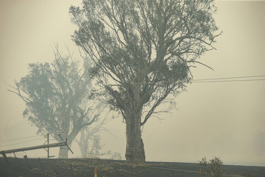 Crossbench MPs want COVID-19 inquiry to give special attention to bushfire victims