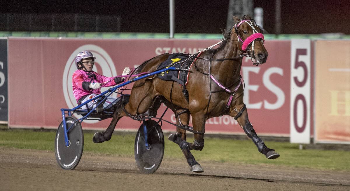 KNOCKOUT CHANCE: The Shane and Lauren Tritton-trained Maximan looms as a genuine challenger in the Newcastle Mile. Picture: Club Menangle 