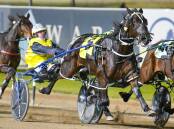 HOME: Cameron Hart takes Yoha to victory. Picture: Racing at Club Menangle Trackside